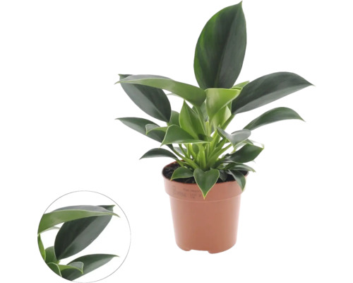 Filodendron FloraSelf Philodendron 'Green Princess' výška cca 25 cm květináč Ø 12 cm