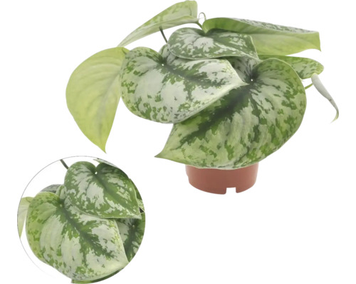 Šplhavice, šplhavník FloraSelf Scindapsus Trebie výška cca 15 cm květináč Ø 12 cm Šplhavnice stříbrná v květináči