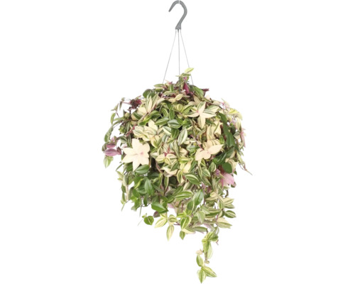 Podeňka v závěsném květináči FloraSelf Tradescantia quadricolor květináč Ø 17 cm Závěsná rostlina se zelenými a světlými listy k zavěšení