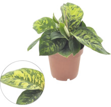 Pokojová rostlina Aglaonema v květináči