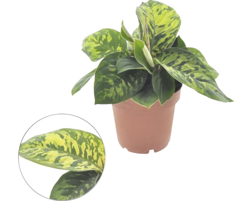 Homaloména FloraSelf Homalomena 'Camouflage' výška cca 25 cm květináč Ø 12 cm Pokojová rostlina Aglaonema v květináči