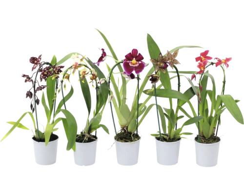 Motýlí orchidej mix FloraSelf Phalaenopsis Cascade květináč Ø 9 cm 1 ks, různé druhy