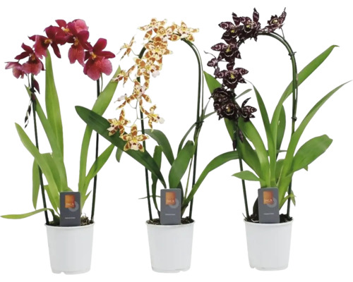 Tři kvetoucí orchideje v květináčích