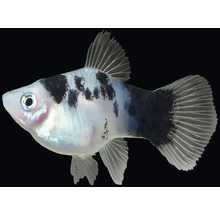 Ryba Panda Platy