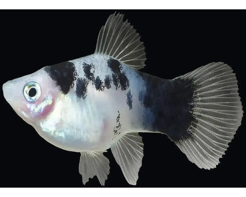 Ryba Panda Platy