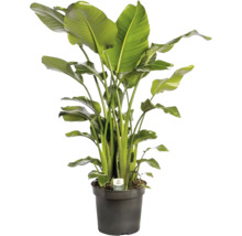 Strelície natalská FloraSelf Strelitzia Nicolai výška cca150-170 cm Ø 35 cm