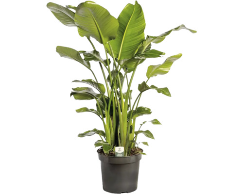 Strelície natalská FloraSelf Strelitzia Nicolai výška cca150-170 cm Ø 35 cm Strelicie pokojová rostlina v květináči