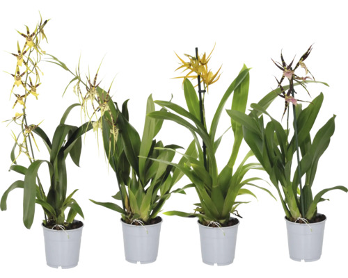 Brasie mix FloraSelf Brassia květináč Ø 12 cm 1 lata 1 ks, různé druhy