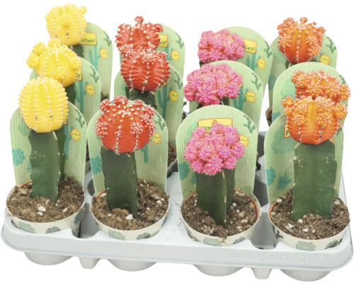 Kaktus FloraSelf Gymnocalycium Geent Mix květináč Ø 8,5 cm 1 ks, různé druhy