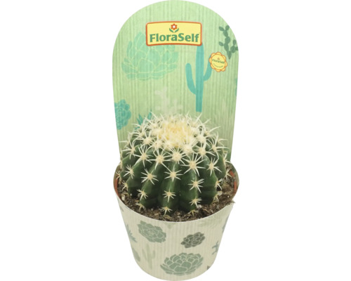 Kaktus FloraSelf Echinocactus brevispina květináč Ø 10,5 cm