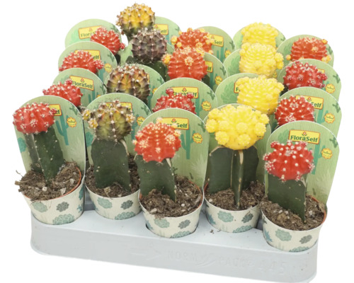 Kaktus FloraSelf Gymnocalycium Geent Mix květináč Ø 5,5 cm 1 ks, různé druhy Různobarevné kaktusy v květináčích na displeji