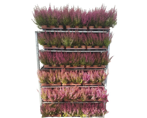 Rostliny vřesu na prodejním vozíku.