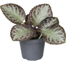 Episcie mix FloraSelf Episcia květináč Ø 6 cm 1 ks, různé druhy
