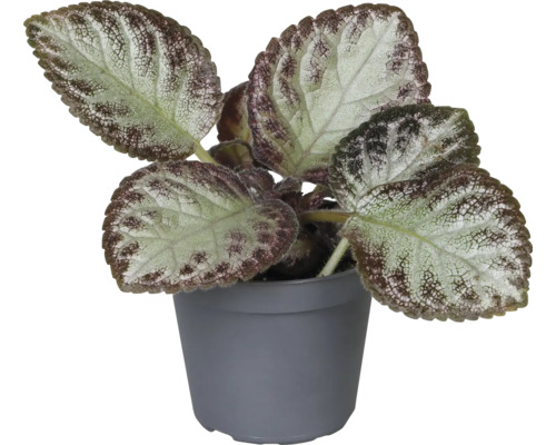 Pokojová rostlina Plectranthus v květináči