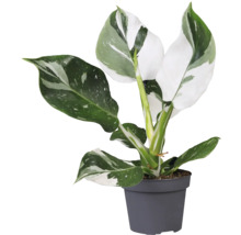 Filodendron white mix FloraSelf Philodendron výška 20-30 cm květináč Ø 12 cm 1 ks, různé druhy