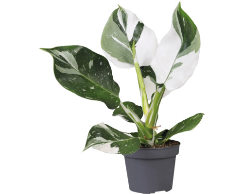 Filodendron white mix FloraSelf Philodendron výška 20-30 cm květináč Ø 12 cm 1 ks, různé druhy