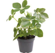 Schefflera pokojová rostlina v květináči