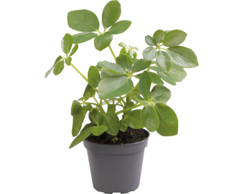 Schefflera pokojová rostlina v květináči