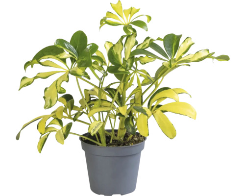 Šeflera dlanitolistá, Schefflera mix FloraSelf květináč Ø 6 cm 1 ks, různé druhy Šeflera pokojová rostlina v květináči