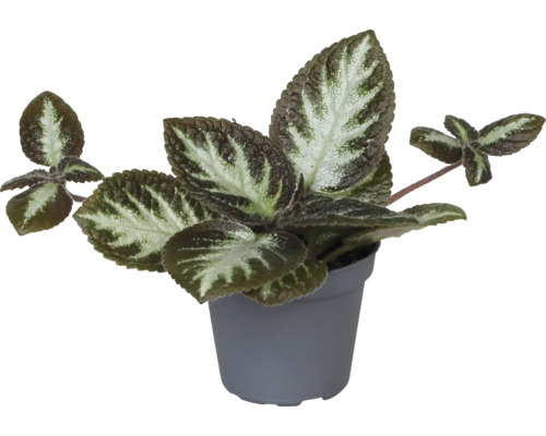 Episcie mix FloraSelf Episcia květináč Ø 6 cm 1 ks, různé druhy