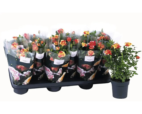 Podnos s hrnkovými růžemi, zabalený v ozdobné fólii, a jedna samostatná hrnková růže