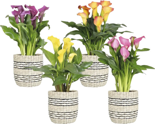 Kala pokojová v koši mix FloraSelf Zantedeschia květináč Ø 14 cm 1 ks, různé druhy