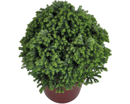 Cypřišek hrachonosný zelený FloraSelf Chamaecyparis pisifera 'Minta' výška 15-20 cm květináč 2 l