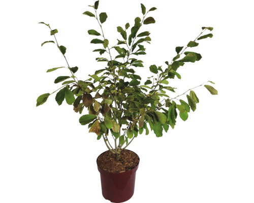 Vilín červený FloraSelf Hamamelis intermedia 'Feuerzauber' výška 60-80 cm květináč 7,5 l, rostlina kvetoucí v zimě Vilín červený FloraSelf Hamamelis intermedia 'Feuerzauber' výška 60-80 cm květináč 7,5 l, rostlina kvetoucí v zimě