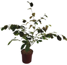 Vilín prostřední oranžový Hamamelis intermedia 'Jelena' výška 60-80 cm květináč 7,5 l rostlina kvetoucí v zimě