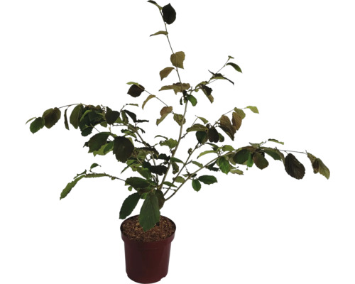 Vilín prostřední oranžový Hamamelis intermedia 'Jelena' výška 60-80 cm květináč 7,5 l rostlina kvetoucí v zimě Vilín prostřední oranžový Hamamelis intermedia 'Jelena' výška 60-80 cm květináč 7,5 l rostlina kvetoucí v zimě