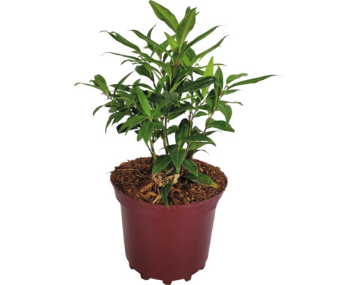 Masoplodka pomíchaná Sarcococca humilis ‚Winter Gem‘ výška 20-30 cm květináč 3 l kvetoucí v zimě