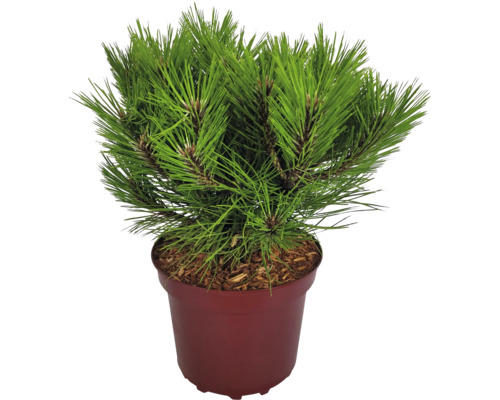Borovice zakrslá černá Pinus nigra 'Marie Bregeon' výška 20-25 cm květináč 4 l Borovice v květináči