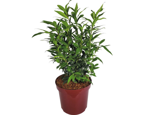 Masoplodka pomíchaná Sarcococca humilis ‚Winter Gem‘ výška 40-60 cm květináč 7,5 l, kvetoucí v zimě Masoplodka pomíchaná Sarcococca humilis ‚Winter Gem‘ výška 40-60 cm květináč 7,5 l, kvetoucí v zimě