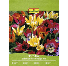 Tulipány FloraSelf Combi 'Wild Cottage' mix 6/7 33 ks