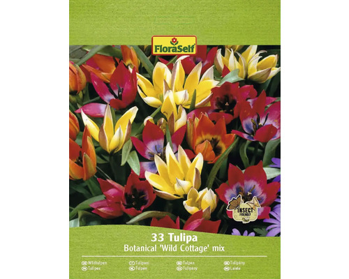 Tulipány FloraSelf Combi 'Wild Cottage' mix 6/7 33 ks