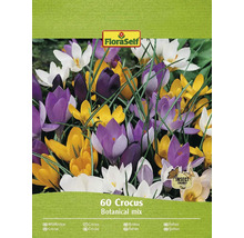 Balení 60 botanické směsi krokusů