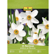 Narcisy FloraSelf 'Recurvus' 15 ks