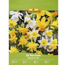 Narcisy FloraSelf 'Botanický mix' 20 ks
