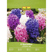 Hyacinty mix FloraSelf 14/15 8 ks