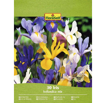 Kosatec holandský mix FloraSelf 'Hollandica mix' 30 ks
