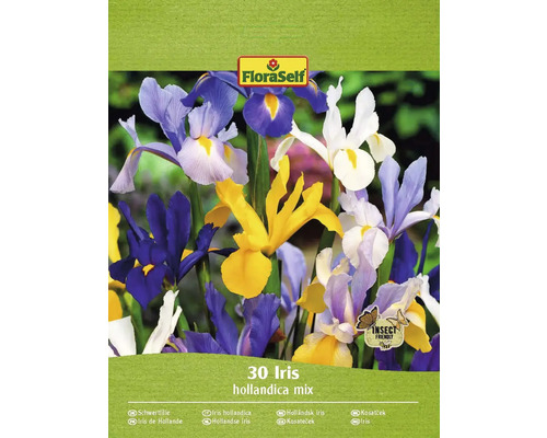 Kosatec holandský mix FloraSelf 'Hollandica mix' 30 ks
