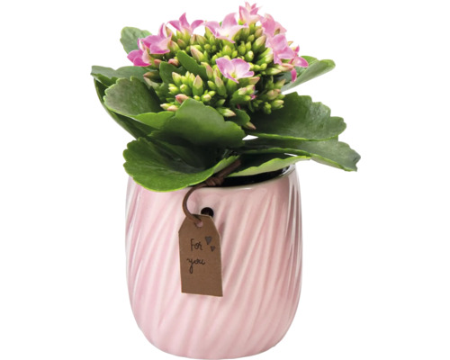 Kalanchoe rostlina v květináči s dárkovou visačkou