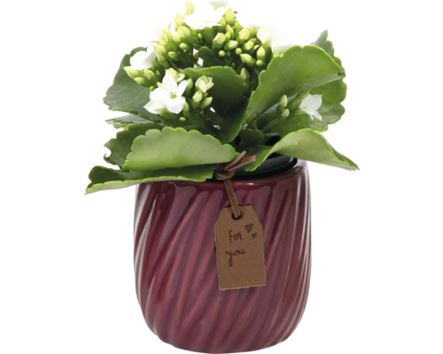 Kalanchoe rostlina s bílými květy v květináči se zprávou