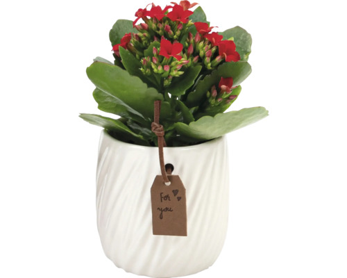 Kalanchoe květina v bílém květináči se štítkem