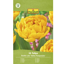 Balení tulipánů odrůdy Double Late Yellow Pomponette