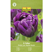 Tulipány FloraSelf Double Late Negrita Double, balení po 8 kusech