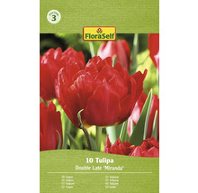 Tulipány plnokvěté FloraSelf 'Miranda' 11/12 10 ks