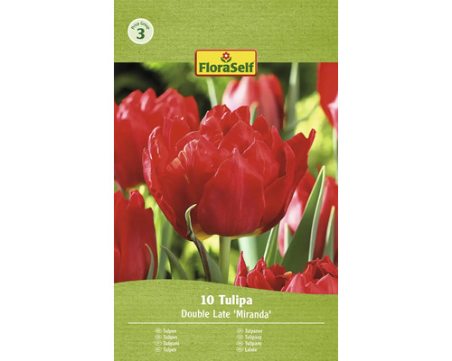 Tulipány plnokvěté FloraSelf 'Miranda' 11/12 10 ks