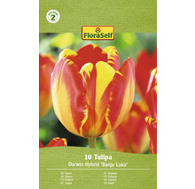 Tulipány 10/12 FloraSelf 'Banja Luka' 10 ks