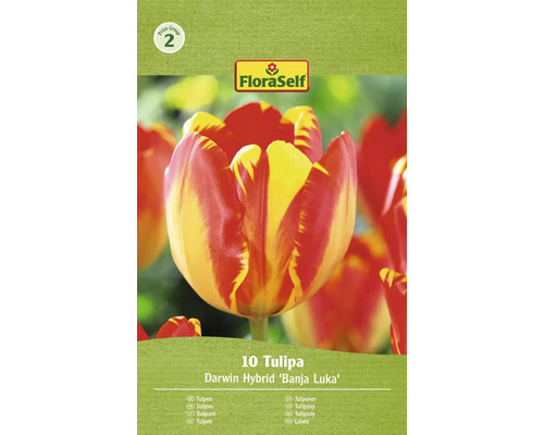 Tulipány 10/12 FloraSelf 'Banja Luka' 10 ks